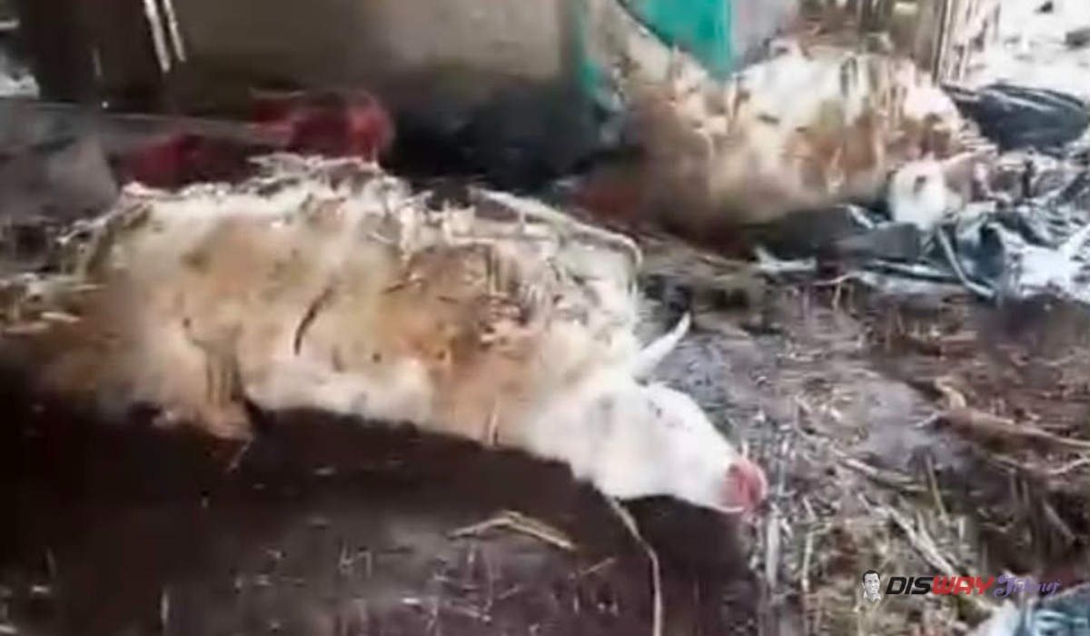 Tiga Kambing Warga Sadang Mati Misterius, Perut Luka dan Jeroan Hilang