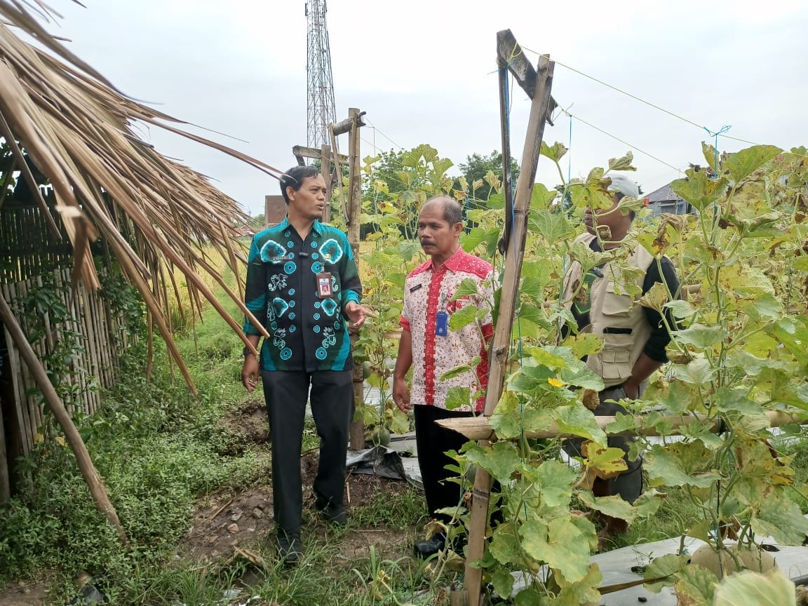 Petani Melon di Kabupaten Tegal Diminta Waspada Hama dan Patogen