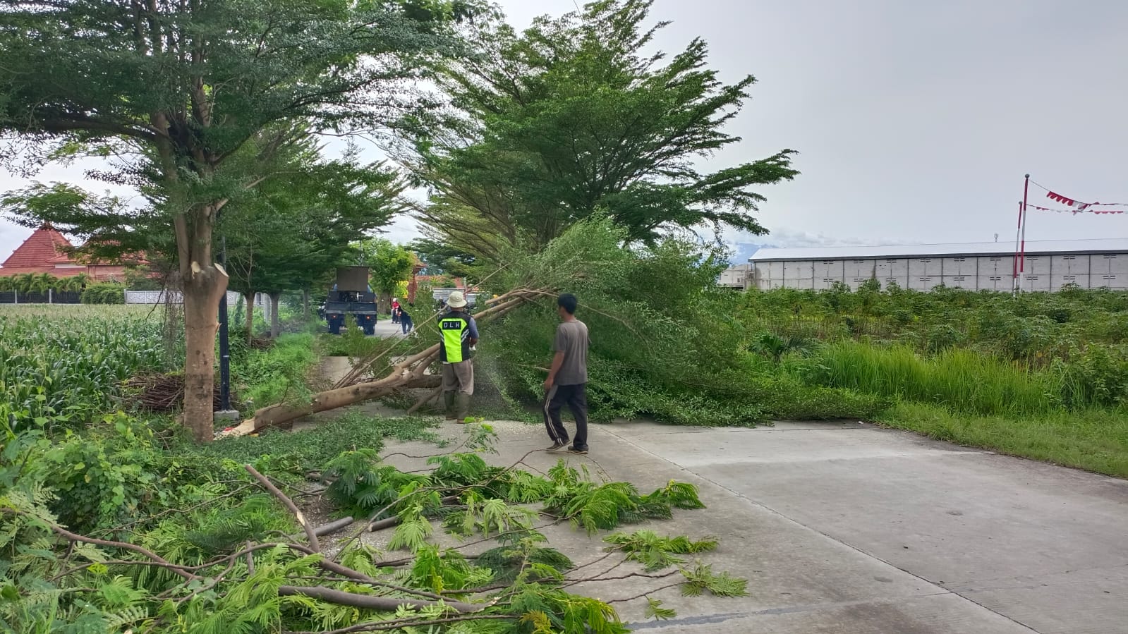 Lakukan Perambasan Pohon di Ruas Jalingkos 