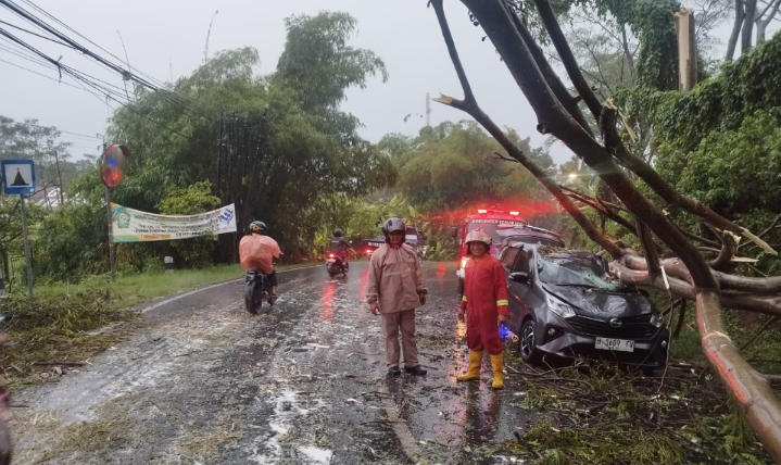 Tiga Orang Terjebak, Pohon Tumbang di Ambarawa Timpa Taksi Online 