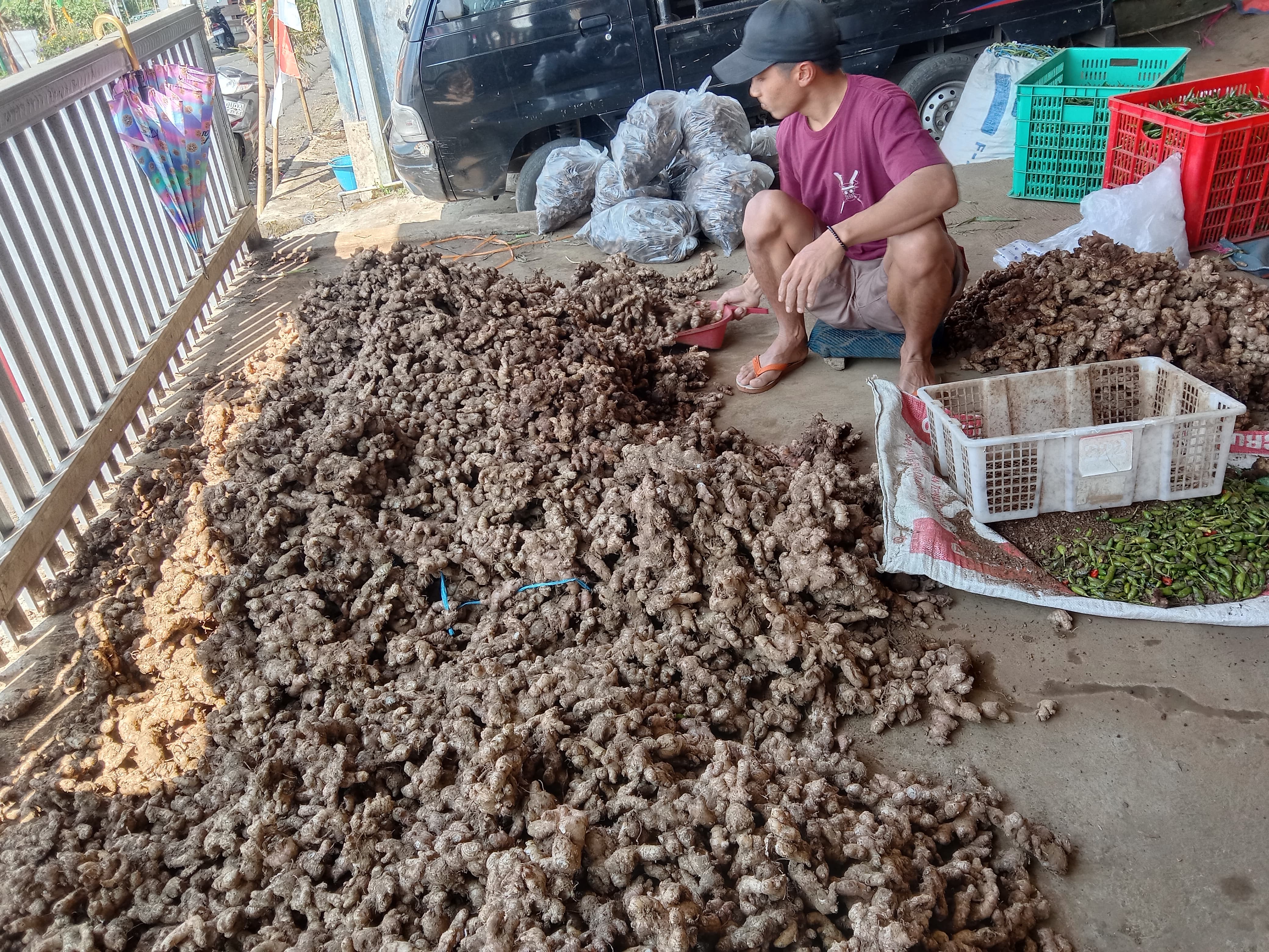 Stok Melimpah, Harga Jahe di Kabupaten Pemalang Anjlok ‎