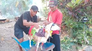 Tradisi Unik Acara Apitan atau Sedekah Bumi Warga Banyumas, Mengarak Domba Dihias Warna-warni 