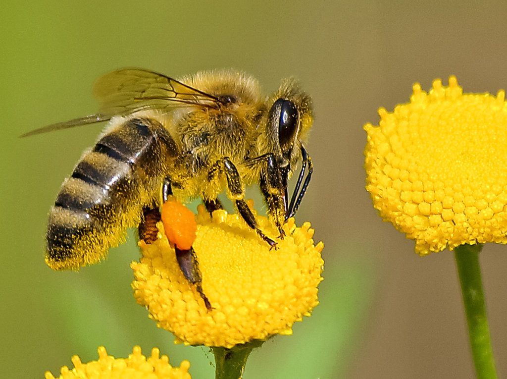 Pernah Dengar Tarian Lebah? Inilah 7 Fakta Menarik Tentang Lebah yang Jarang Diketahui
