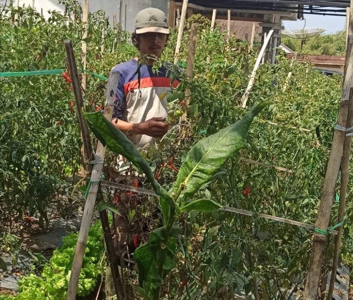 Kok Bisa, Harga Cabai Tingkat Petani di Kabupaten Pemalang Turun