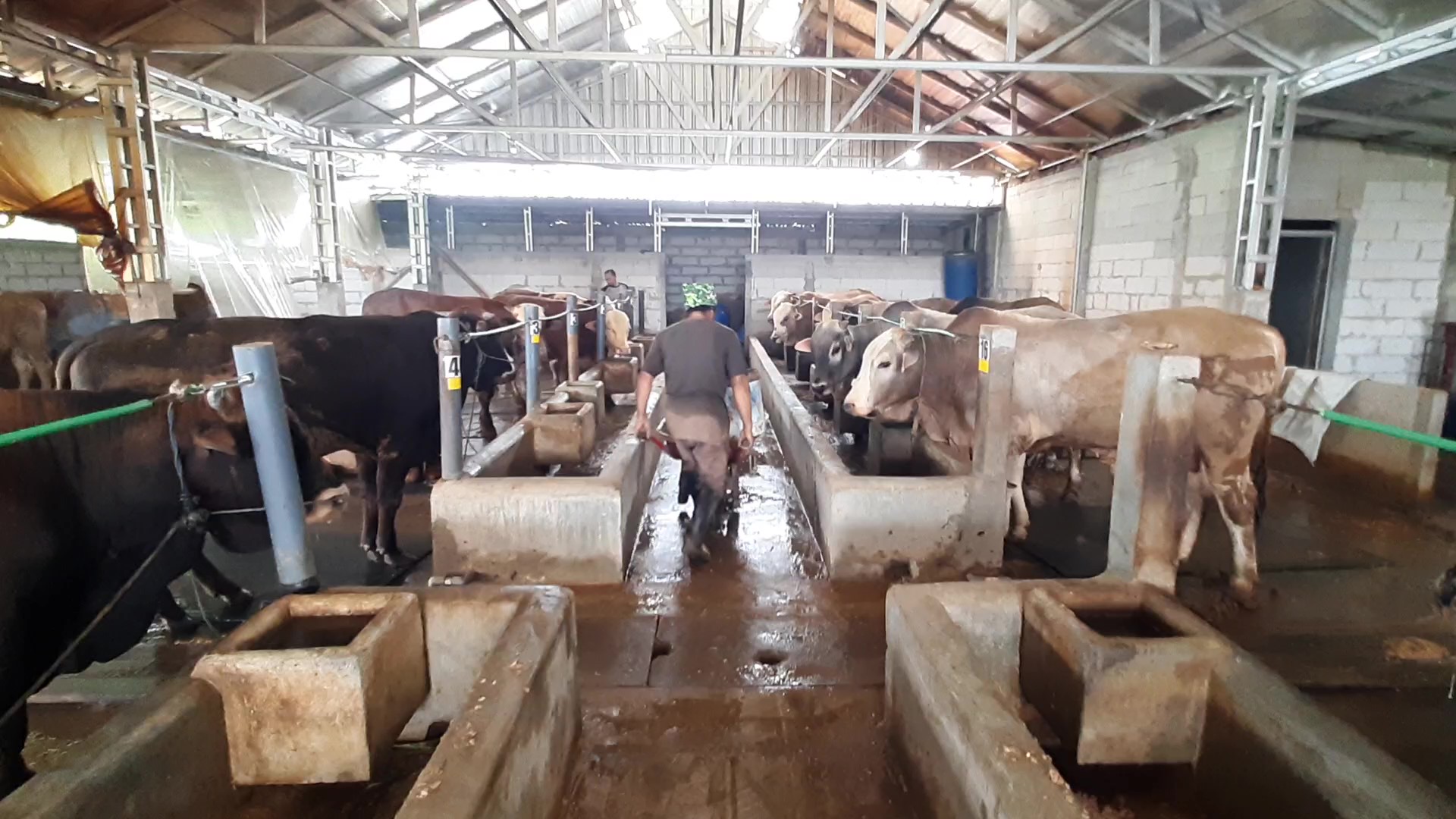 Pemotongan Hewan Kurban Masjid Agung Semarang Dilaksanakan H+1 Idul Adha, Target 5 Ribu Bungkus Daging