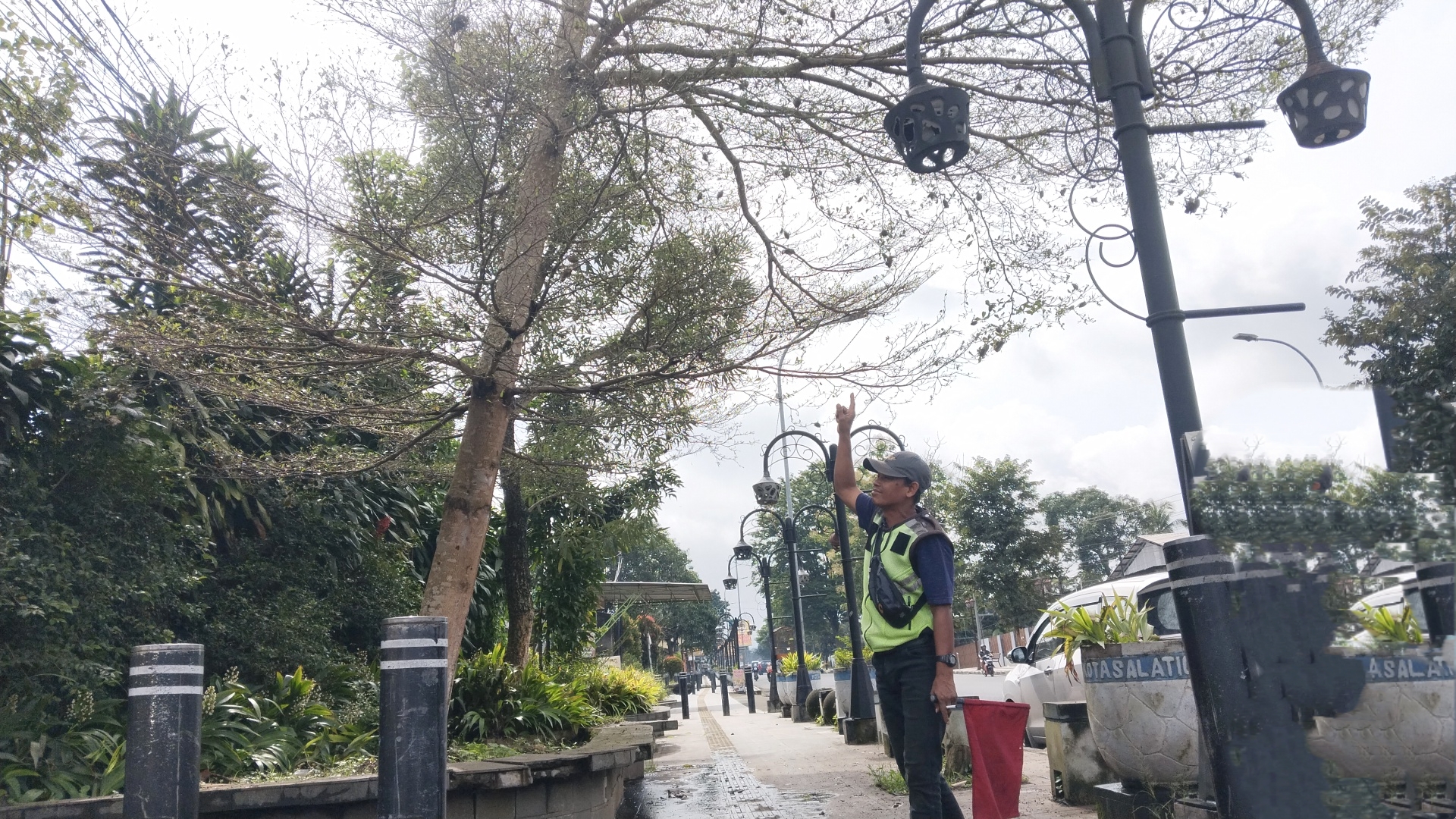 Ratusan Ulat Bulu Berukuran Jumbo di Pohon Ketapang di Jalur Semarang-Solo Resahkan Warga Blotongan Salatiga