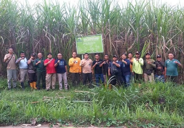 Optimalisasi Agroforestry, Perhutani Regional Jateng Cek Tanaman Tebu KPH Purwodadi