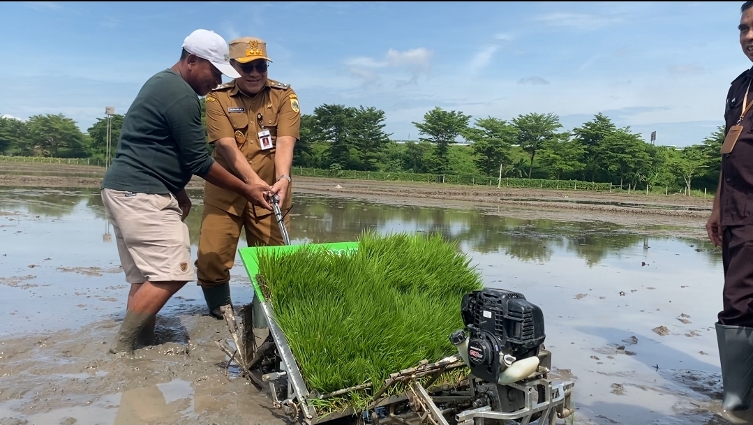 Pertanian Pemalang Diperkuat, Pemkab Tebar Bibit Padi Unggul di 120 Hektar Lahan