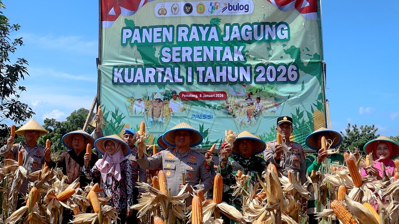 Dukung Program Ketahanan Pangan, Kolaborasi Polres Pemalang dan Petani Hasilkan Panen Jagung melimpah