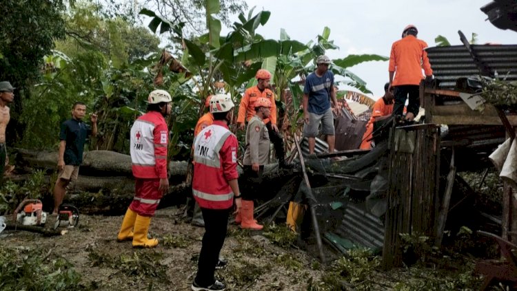Hujan Deras disertai Angin, Pohon Besar Tumbang Menimpa Dua Rumah di Grobogan