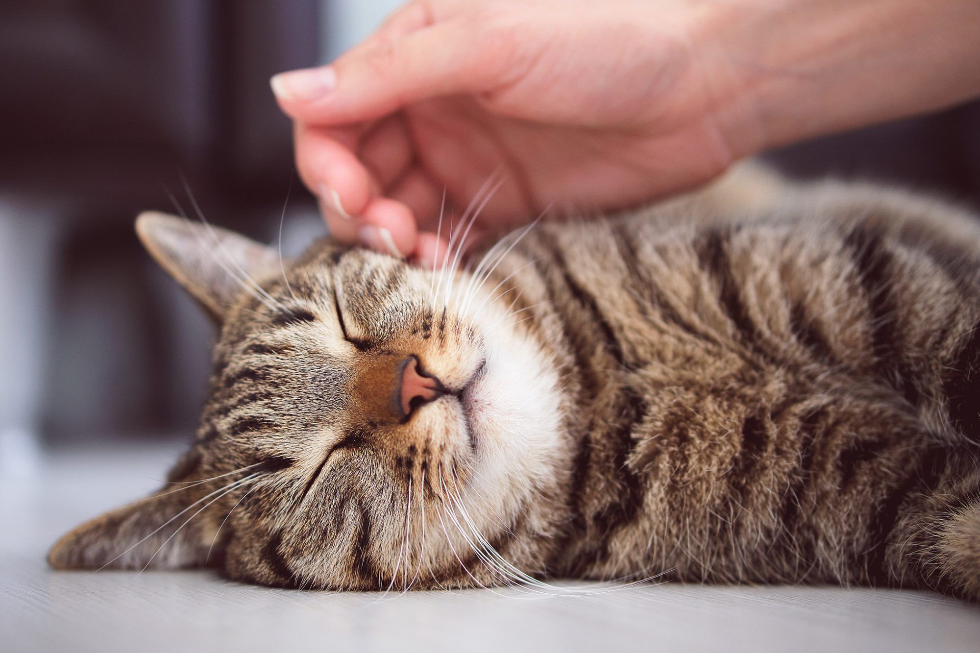 Inilah 8 Penyakit yang Sering Menyerang Kucing Peliharaan, Pemilik Wajib Waspada!