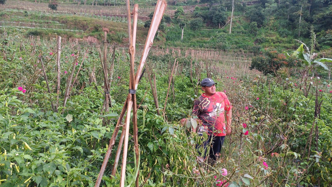 Serangan Koloni Monyet Ekor Panjang Rugikan Petani Bandungan Ratusan Juta