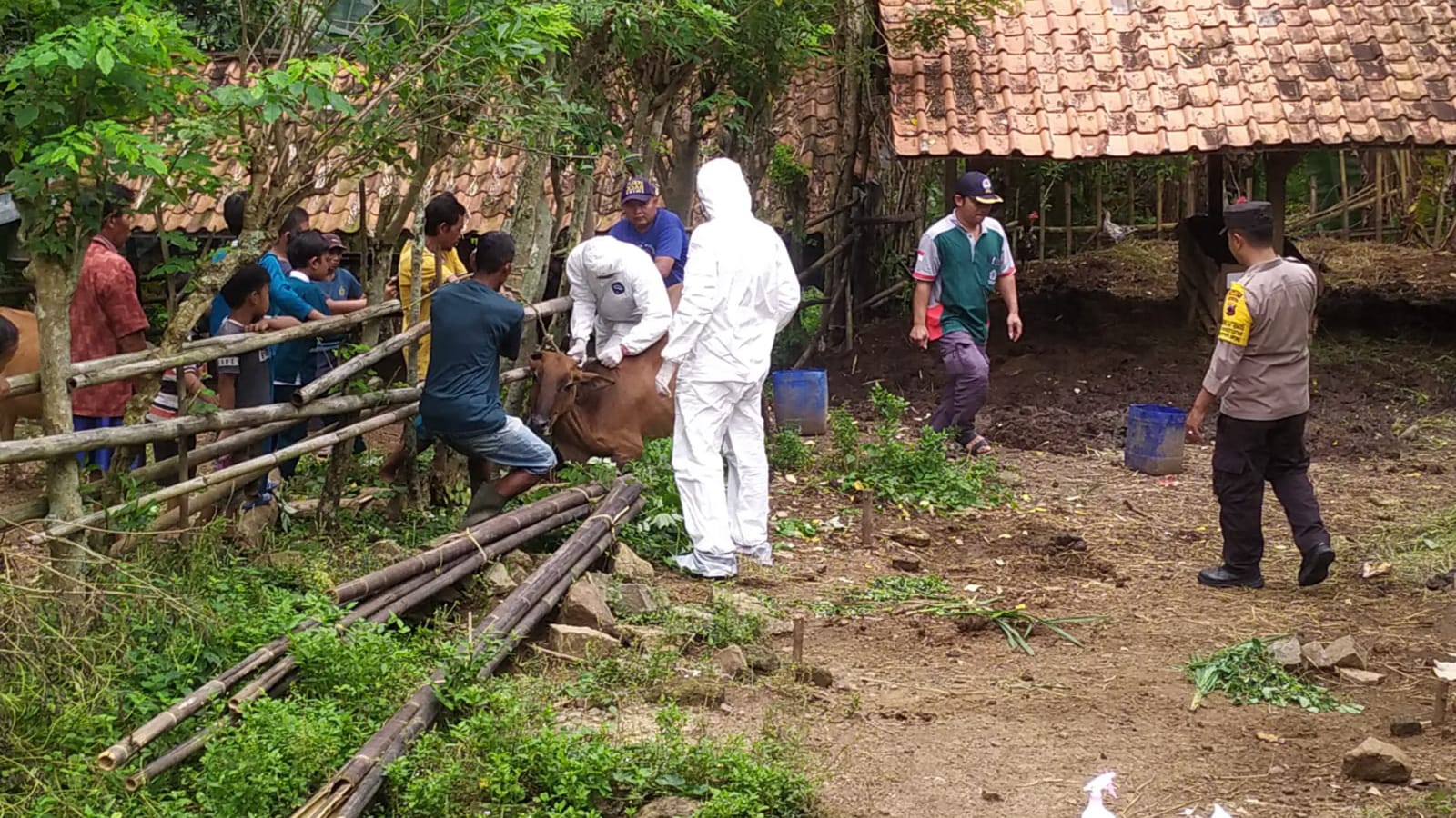 PMK di Brebes Meluas di 14 Kecamatan, 3 Sapi Suspek Tepaksa Langsung Disembelih