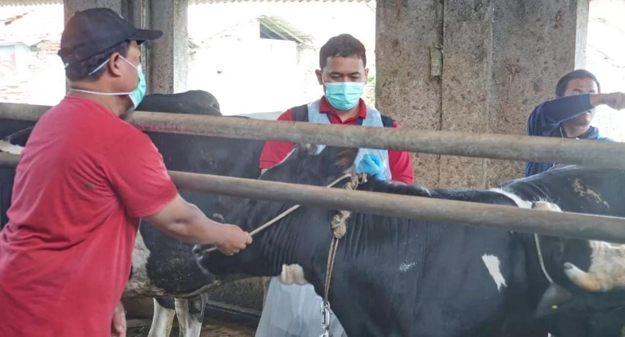 Jelang Idul Adha, Pekalongan Perketat Razia Hewan Kurban dan Gelar Pelatihan Juleha