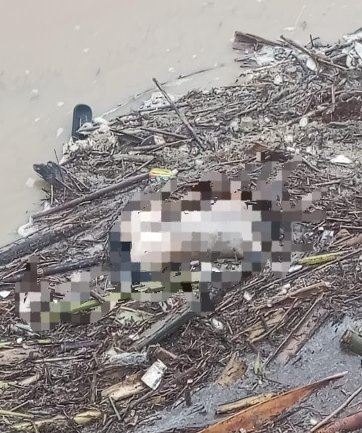 Bocah Tenggelam Ditemukan Mengambang di Bendungan Guntur, BPBD Demak Lakukan Evakuasi