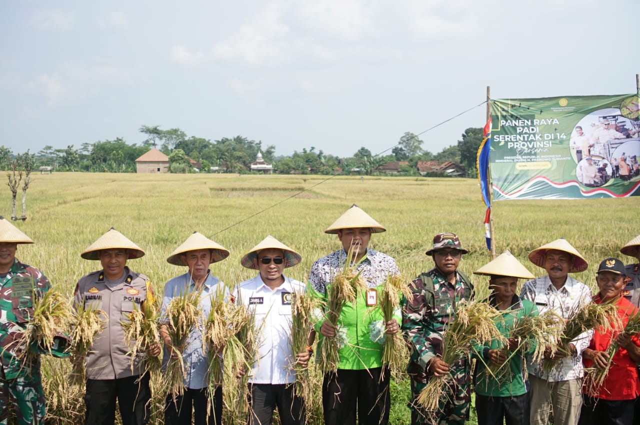 Serap Gabah dengan Harga Layak, Bulog Dipuji Petani Jepara