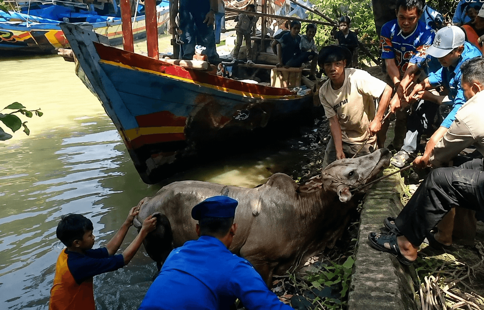 Sapi Kurban Tercebur ke Sungai di Pemalang, Polisi dan Warga Lakukan Evakuasi Dramatis