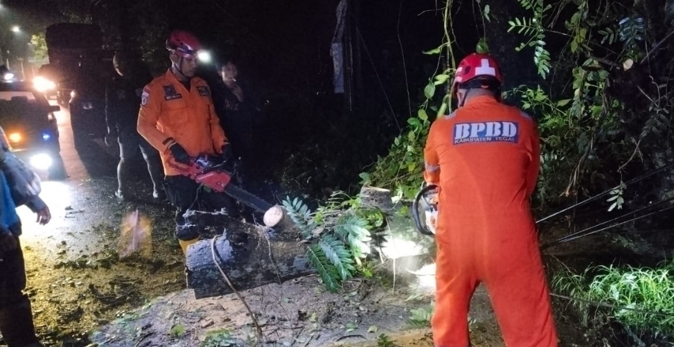 BPBD Kabupaten Tegal Evakuasi Pohon Tumbang