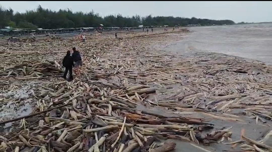 Diduga dari Gunung Slamet, Kayu Gelondongan Banjiri Pantai Kramat Tegal  