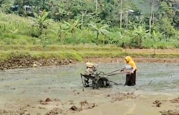 Solehah, Guru Honorer SD di Kabupaten Pemalang Mahir Mengoperasikan Traktor