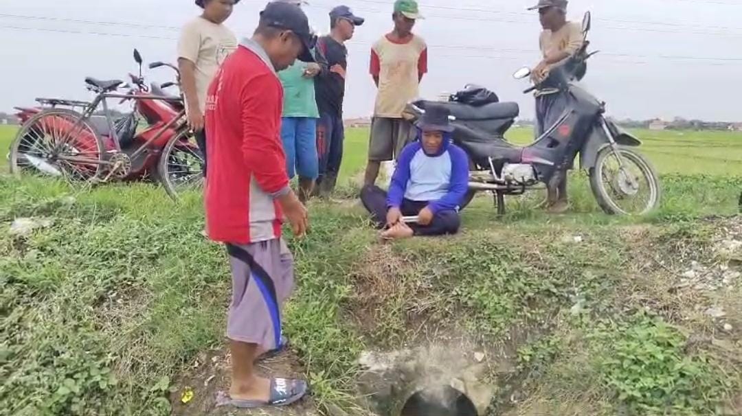 Diserang Hama Tikus, Petani dan PPL di Kertasari Kabupaten Tegal Lakukan Gerdal