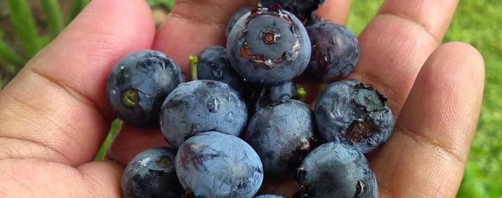CATAT! 8 Khasiat Penting Buah Blueberry untuk Kesehatan, No 7 Bagus untuk Tulang