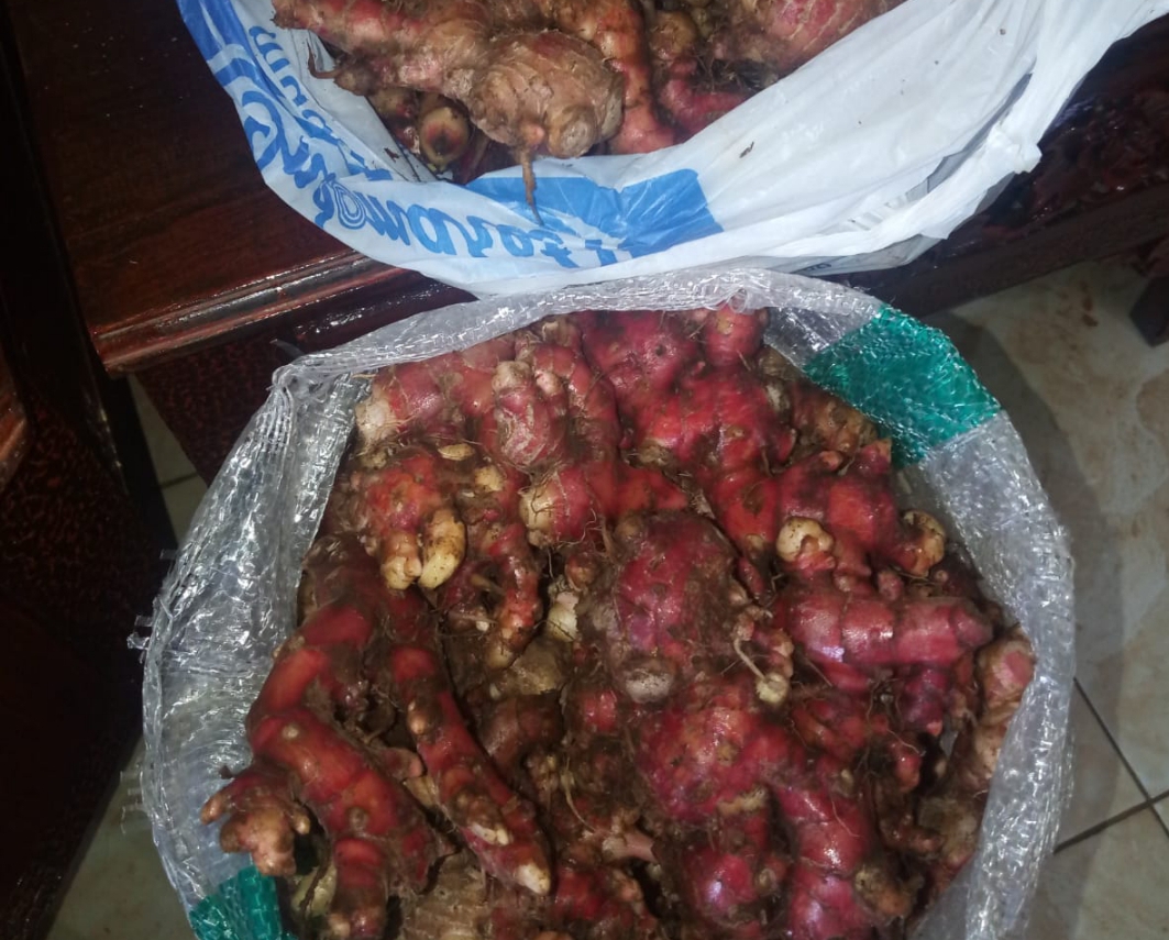 Harga Jahe Murah, Petani Tunda Panen