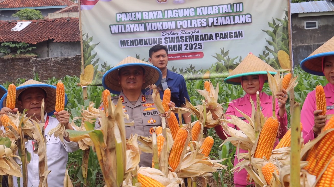 Kapolres Pemalang Pimpin Panen Jagung Kuartal 3 di Randudongkal