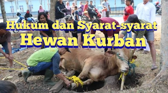 Niat Kurban? Ini Dia Hukum dan Syarat Hewan Kurban