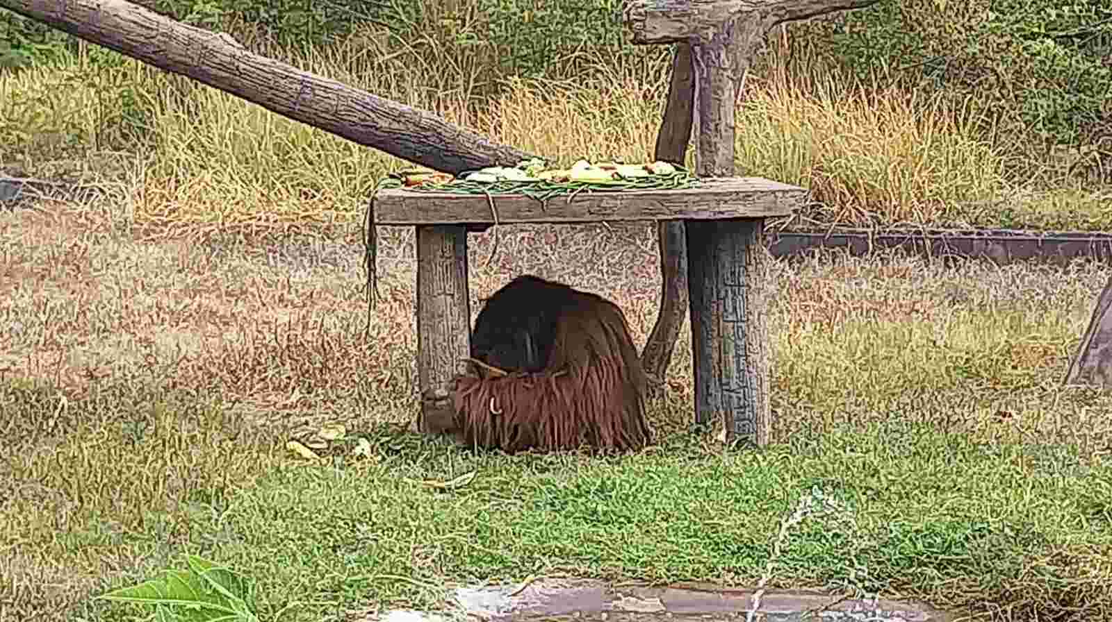 Didi Orangutan Solo Safari, Akali Kabel Listrik dengan Ranting dan Batu untuk Kabur