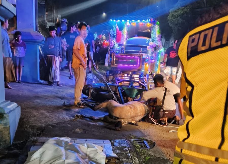 Kuda Wisata Mengamuk, Hantam Pengendara Motor Wanita di Jepara