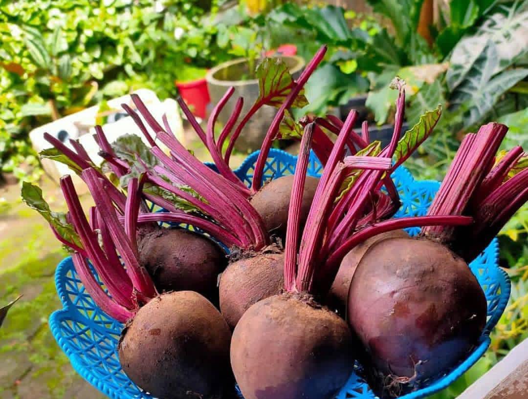 Bit Merah, Makanan Sehat untuk Anemia