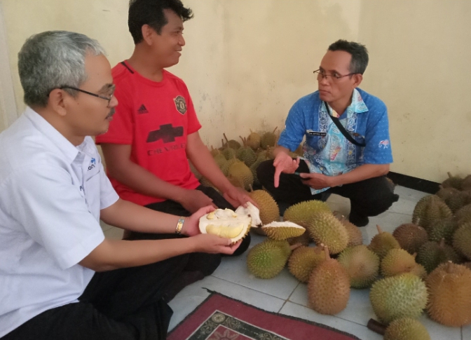 Panen Raya, Harga Durian di Kecamatan Warungpring Kabupaten Pemalang Murah