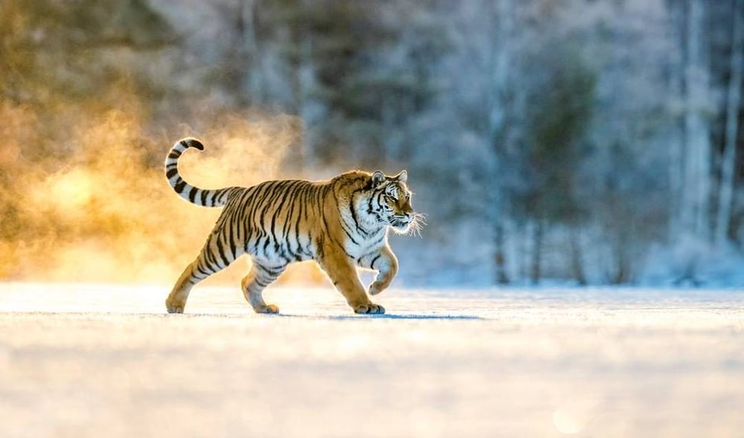Inilah 5 Spesies Harimau Terbesar di Dunia, Salah Satunya Ada di Indonesia