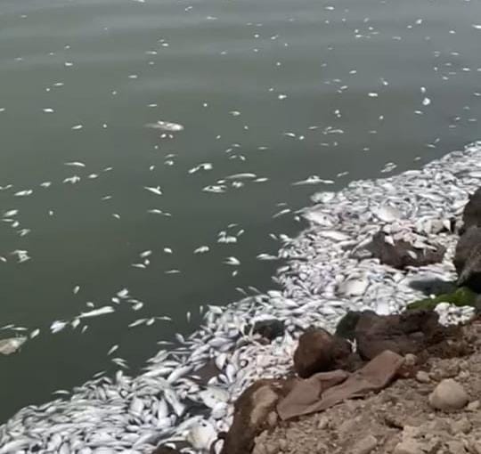 DLH Ungkap Penyebab Ikan Mati di Morosari, Warga Tetap Pertanyakan Pencemara