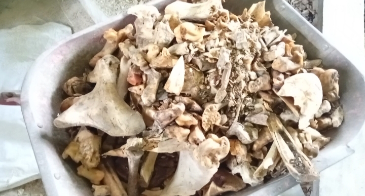 Limbah Tulang Sapi Disulap Jadi Pupuk Kalsium, Warga Kutowinangun Raup Cuan