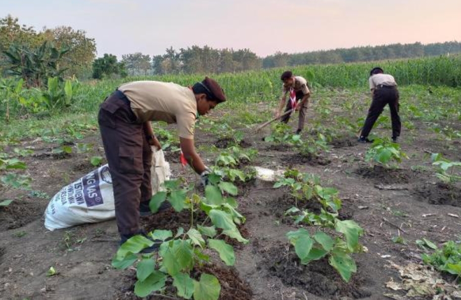Perhutani KPH Purwodadi Bekali Anggota Pramuka Keterampilan Menanam Koro Pedang
