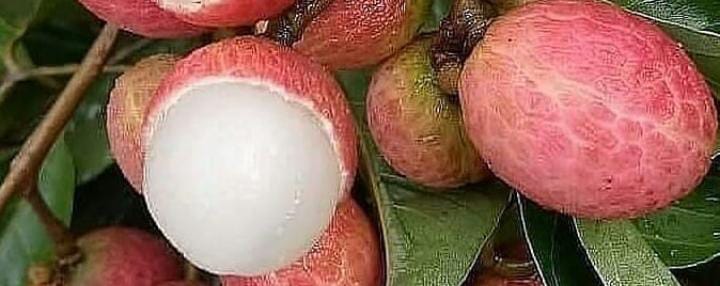 Ini Dia 8 Manfaat Buah Leci Bagi Kesehatan Tubuh Kita