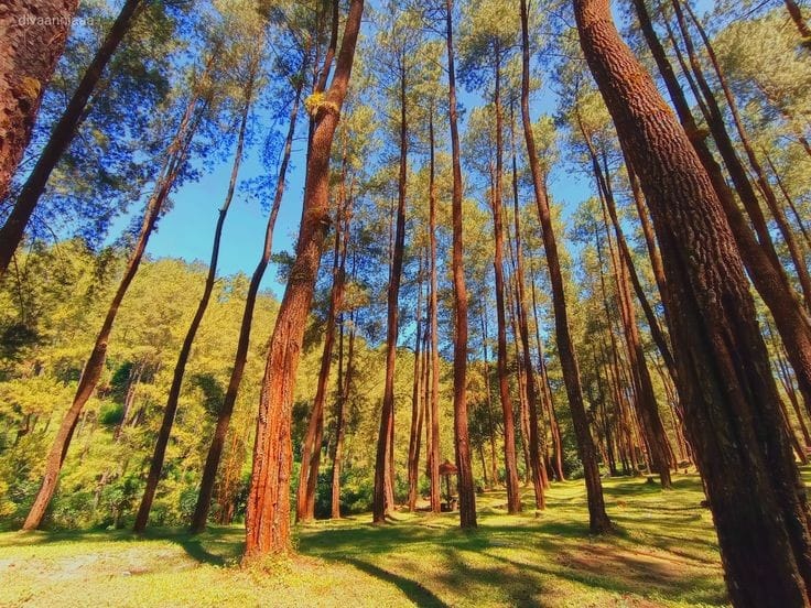 Tak Jauh Dari Pusat Kota, Purwokerto Punya Hutam Pinus Limpakuwus Dengan Suasana Sangat Sejuk!