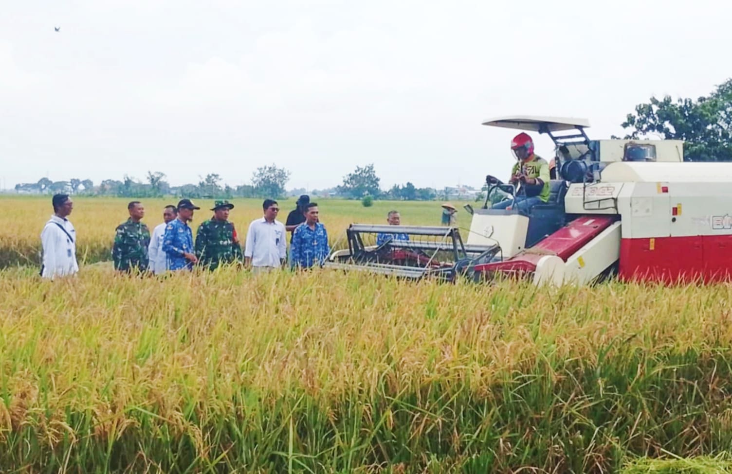 Bulog Bersama Kodim Pemalang Kolaborasi Melakukan Penyerapan Gabah Hasil Penen Petani