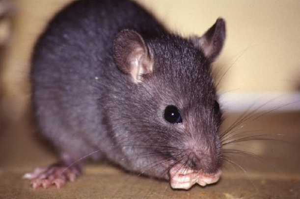  Mau Rumah Aman dari Tikus? Berikut 7 Cara Menjaga Rumah Agar Terhindar dari Tikus