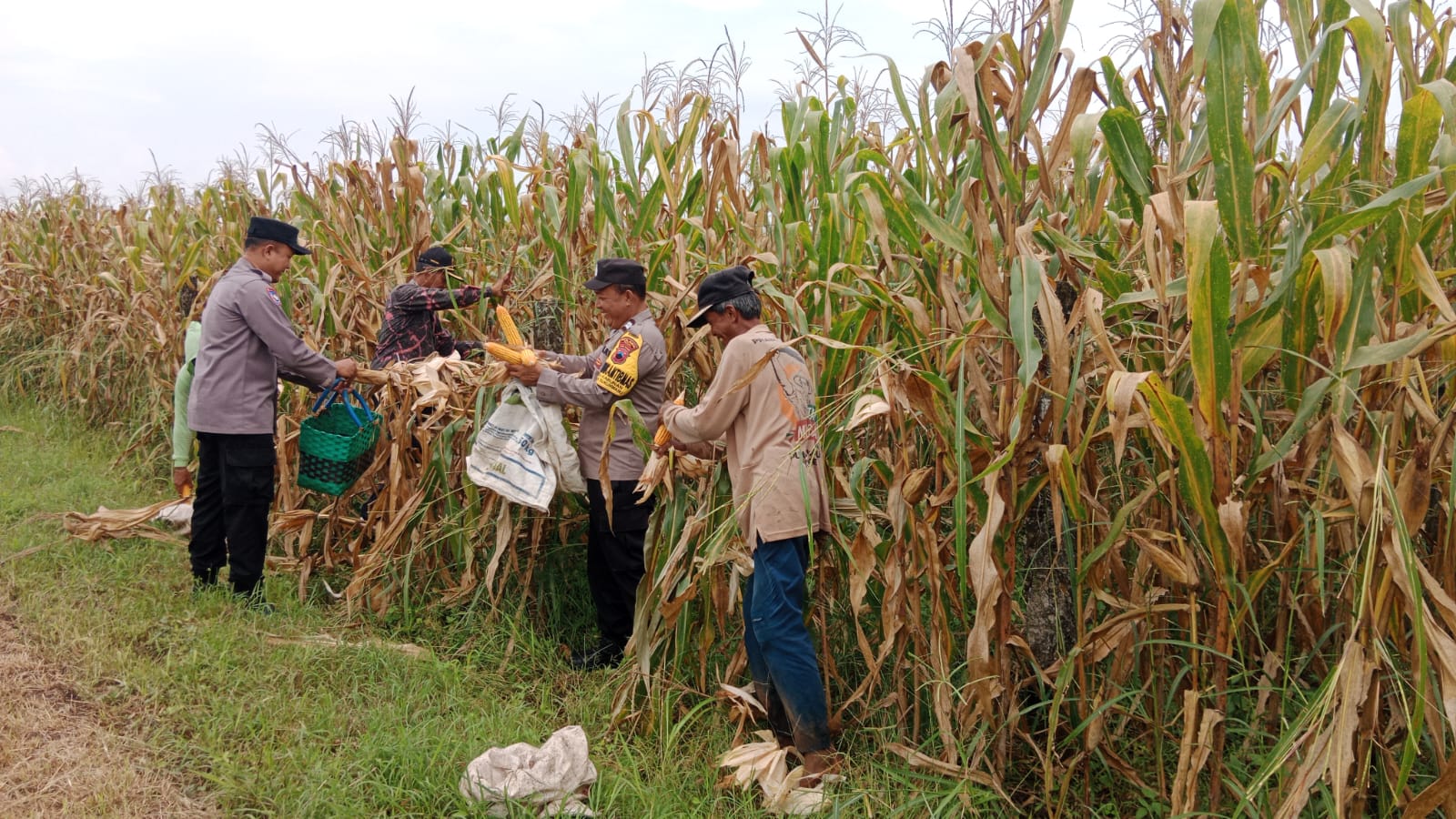 Bhabinkamtibmas Polres Tegal Berkolaborasi  Pantau Lahan Jagung