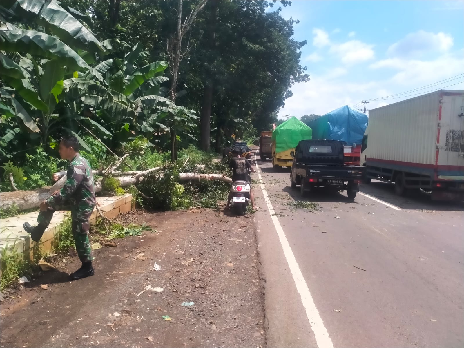 Pohon Mahoni Tumbang di Pantura Batang, Dua Pengendara Motor Terluka Serius