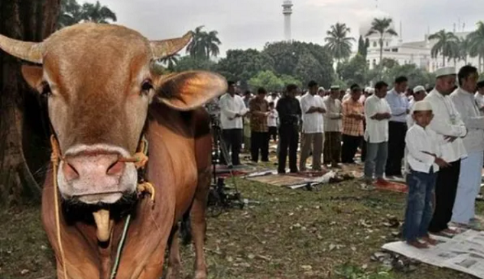 Hukum Melaksanakan Kurban adalah? Pendapat Paling Sahih!