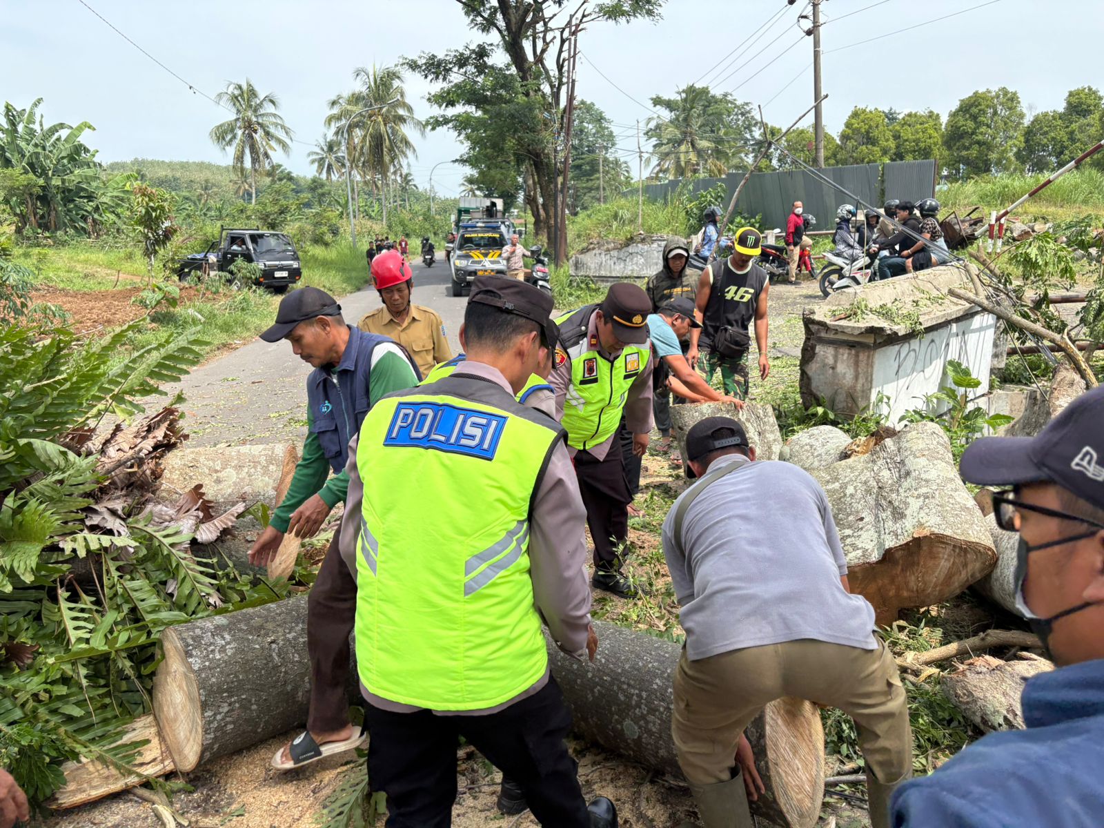 Warga Purbalingga Tertimpa Pohon Tumbang di Kabupaten Tegal