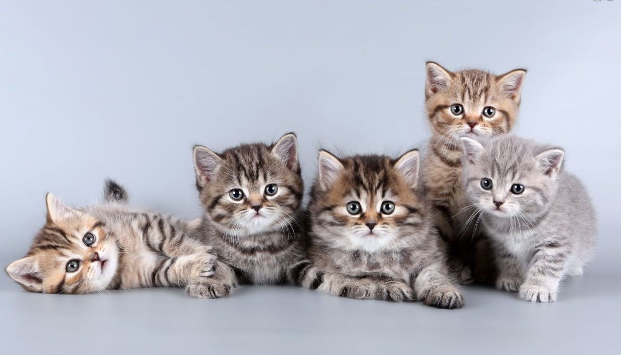 Inilah 10 Jenis Kucing yang Banyak Dipelihara Orang Indonesia, Mana Pilihanmu?