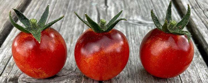 Ini Dia 10 Manfaat Mengonsumsi Buah Tomat untuk Kesehatan Tubuh Kita