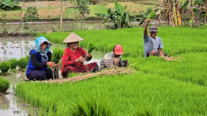 Angka Kemiskinan Terus Turun, Petani Sragen Tak Setuju di Katakan Kota Miskin