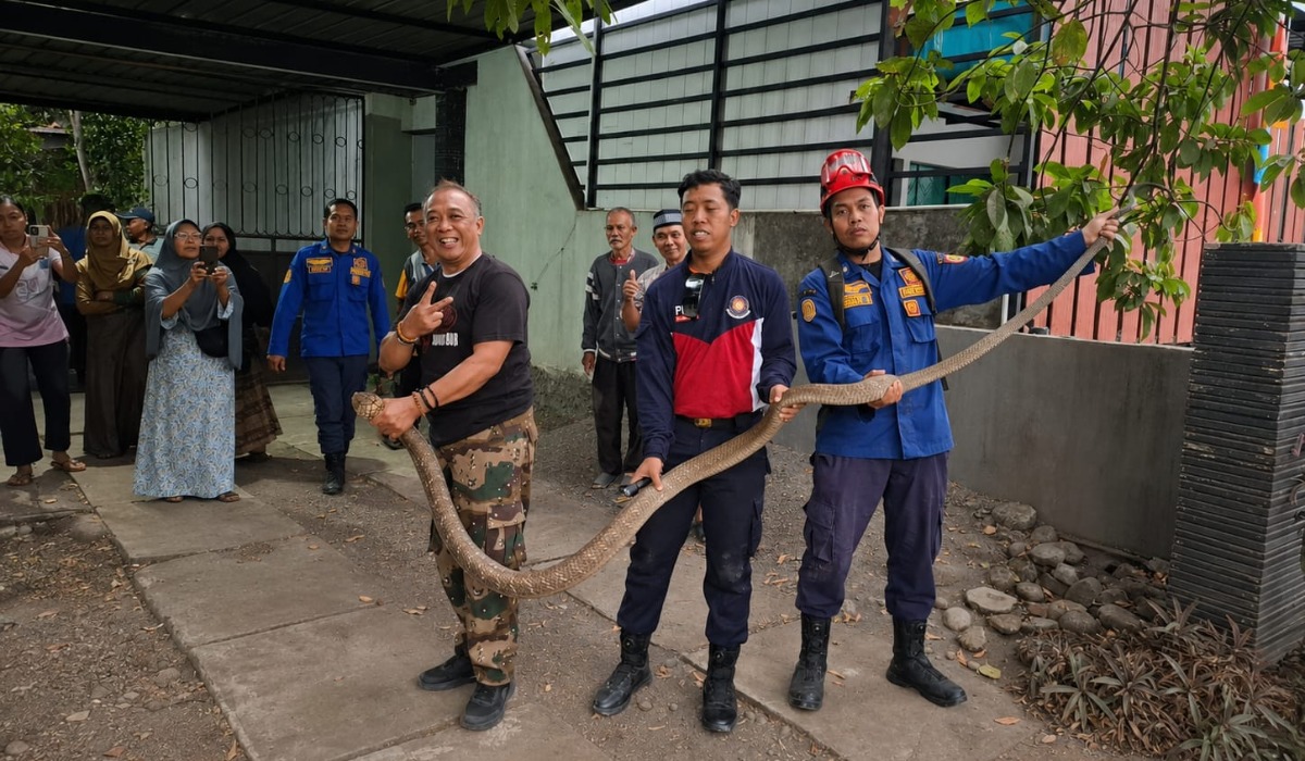 Viral! Camat Bagelen Evakuasi King Kobra 3 Meter dari Rumah Warga