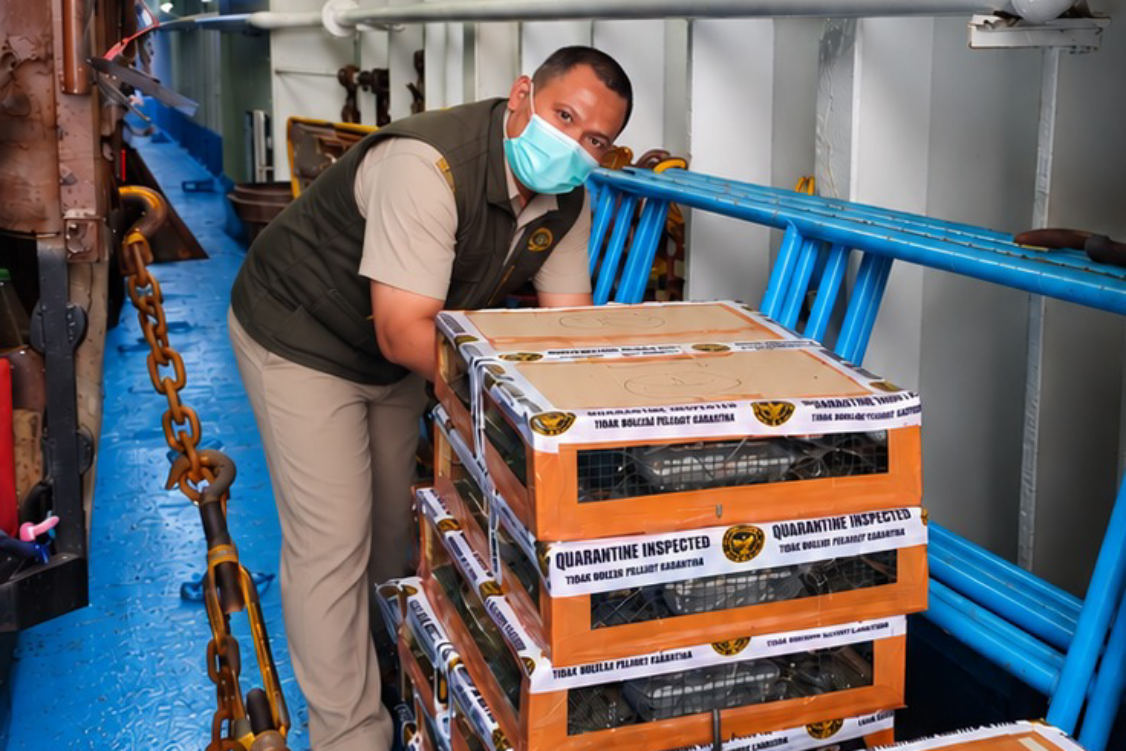 Pengiriman 588 Burung Tanpa Dokumen Digagalkan di Pelabuhan Tanjung Emas Semarang
